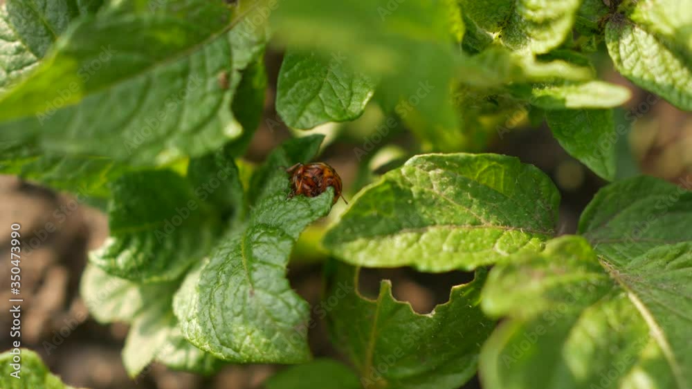 Pests destroy a crop in the field. Parasites in agriculture. Pests destroy a crop in the field. Parasites in agriculture.