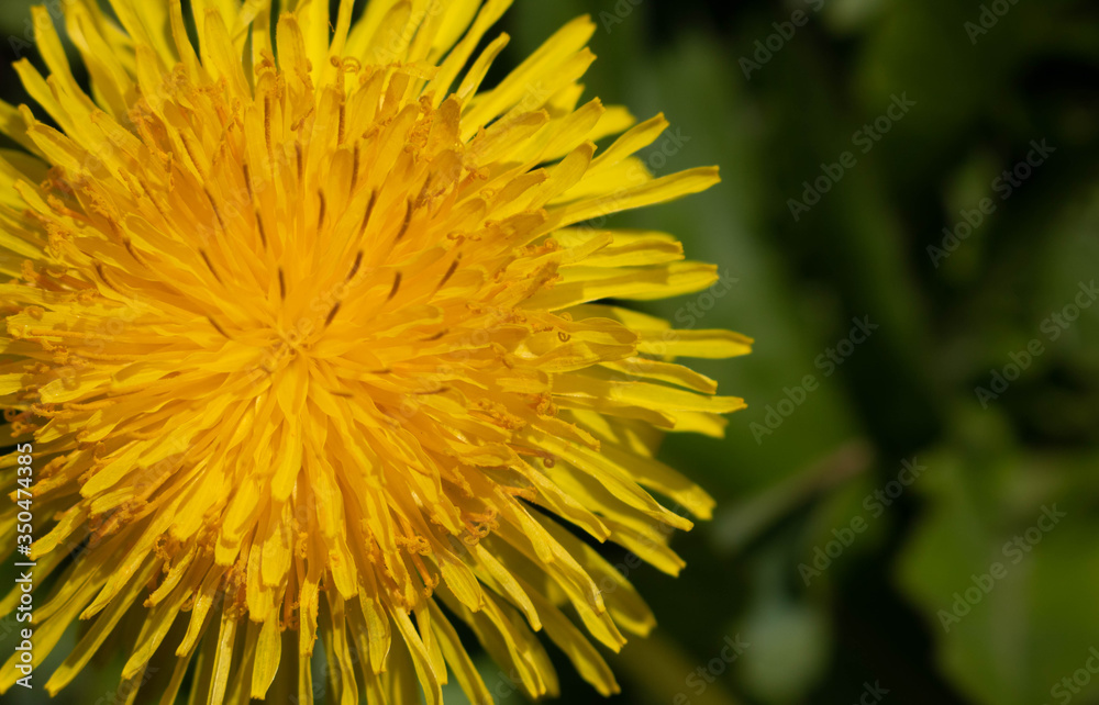 Dandelion close-up is located on the left in the photo.Space for your text Dandelion close-up is located on the left in the photo.Space for your text