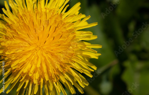 Dandelion close-up is located on the left in the photo.Space for your text