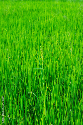 green of field rice