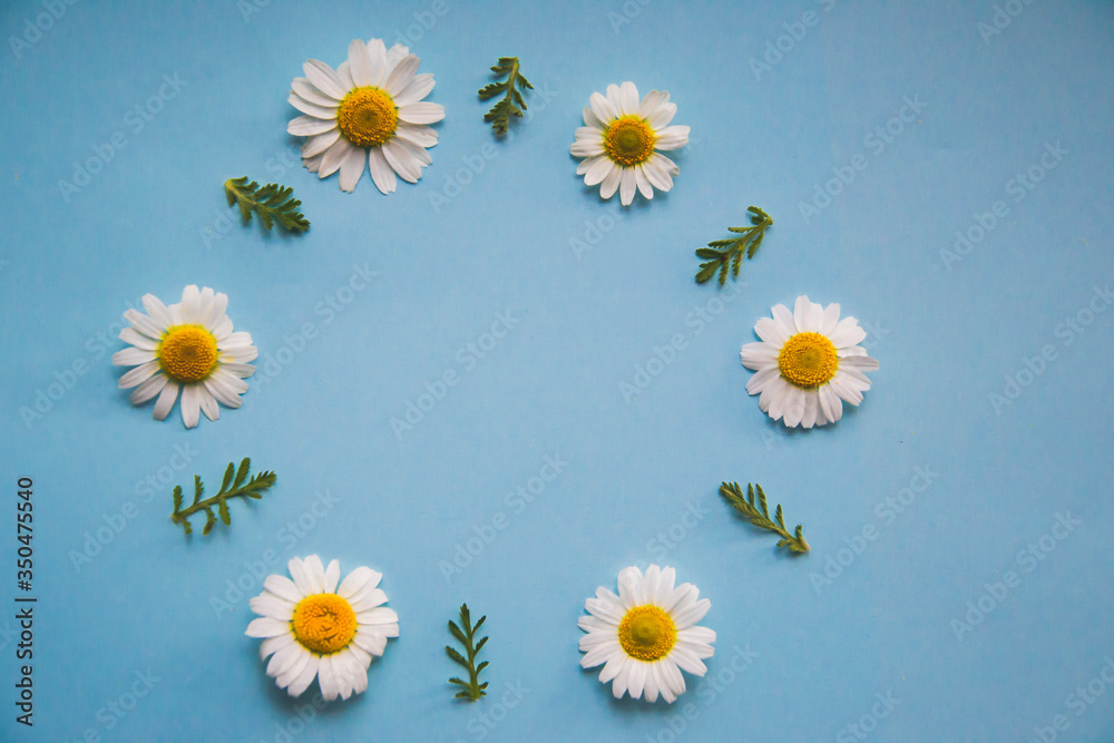 Obraz premium Close up picture of small daisies laying in round frame with copy space for text in the middle as getting card concept on light blue background, small chamomiles frame with green leaves wallpaper 