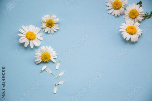 Small chamomile on light blue background with petals on the side and small yellow middle, as natural blooming flower wallpaper with copy space flat lay concept for text on greeting card design