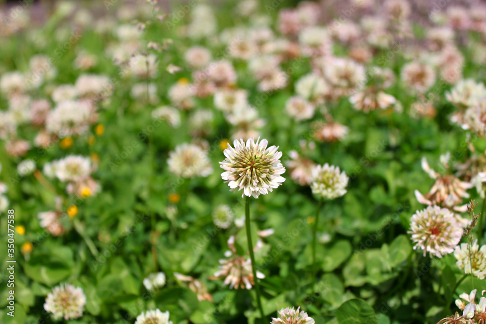 White clover in the meadow (lat. Trifolium caucasicum) White clover in the meadow (lat. Trifolium caucasicum)