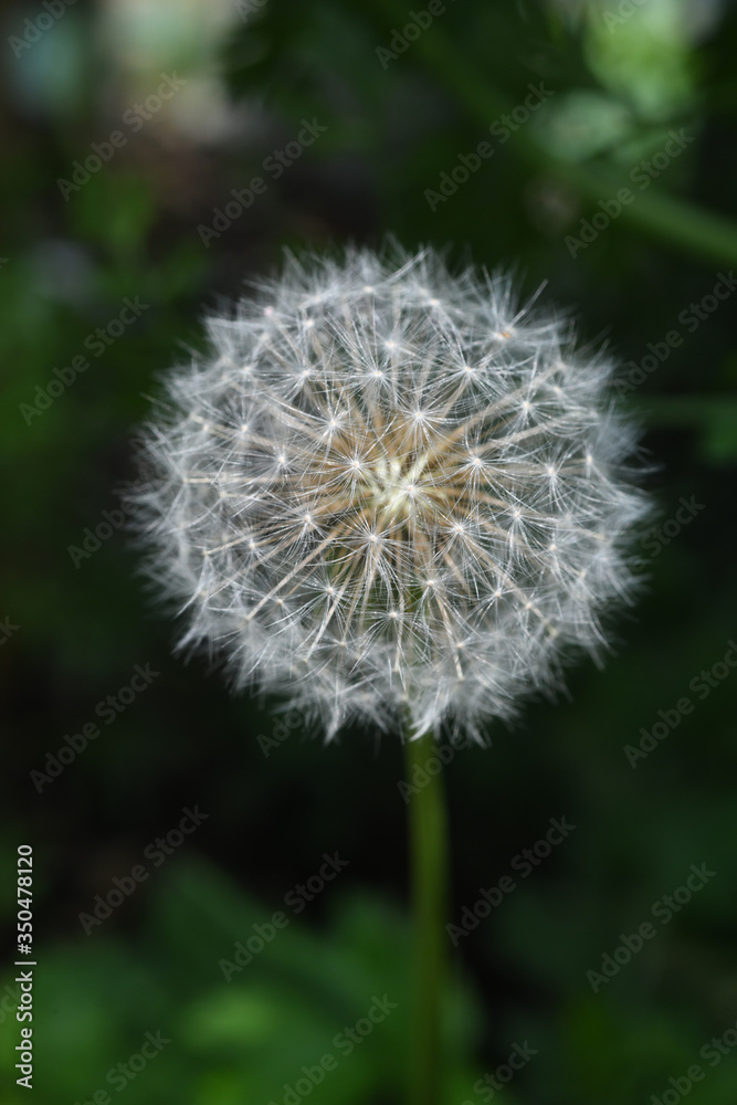 dandelion dandelion