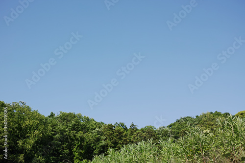 緑の森の木々と青空 © RewSite