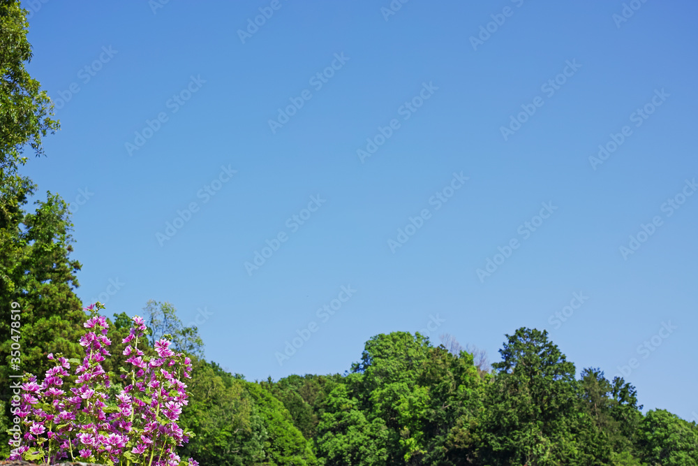 ゼニアオイの花と緑の森の木々と青空