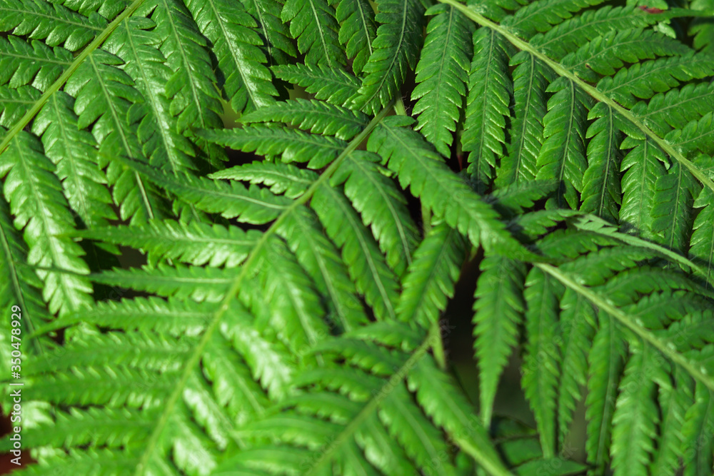 Background with green fern leaves. Background with green fern leaves.