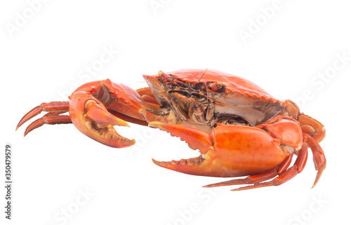 Big cooked crab isolated on white background