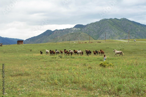 A herd of horses running through the meadow. Girl running for horses. Russia,Altai.