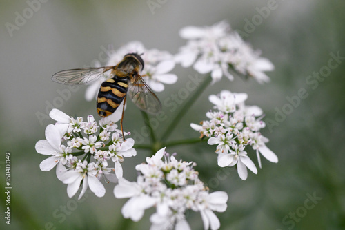 coriander flower © otto Song