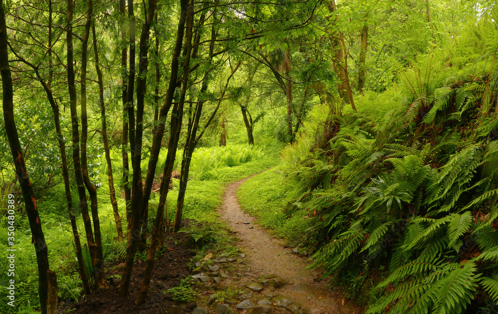 Obraz premium Forest in Spring