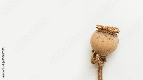 Dry poppy seed box on white background
