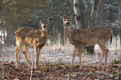 Fototapeta Naklejka Na Ścianę i Meble -  White-tailed deer in forest on a frosty morning