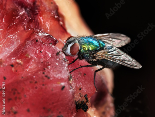 Tableau sur toile The common green bottle fly is a blowfly found in most areas of the world and i