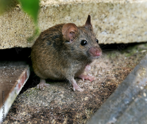 House mouse hiding in urban house garden, but on the lookout for food.
