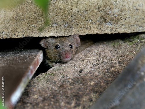 House mouse hiding in urban house garden, but on the lookout for food. photo