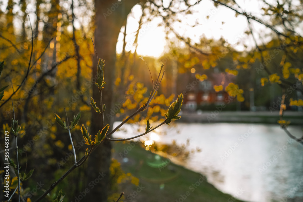 Spring trees, budding on branches, beautiful sunset on the lake with a wooden house