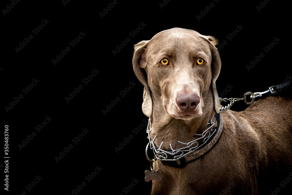 A large dog led with a choker chain leash