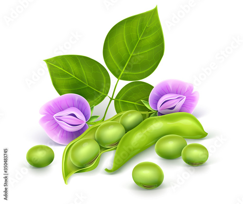 Soy plant beans with green leaves, flowers and pods. Realistic. Isolated on white background. Gradient mesh used. Vector illustration.