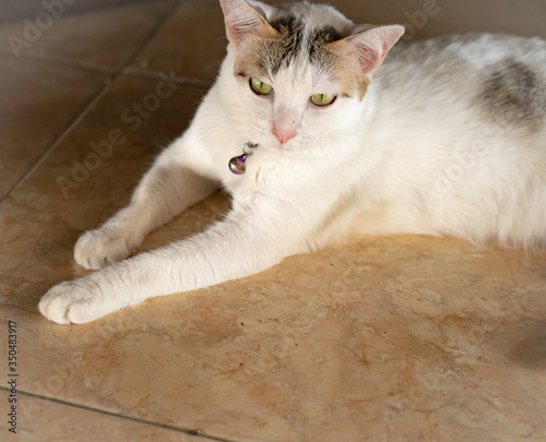 white brown black cat lay on the floor, close up Thai cat