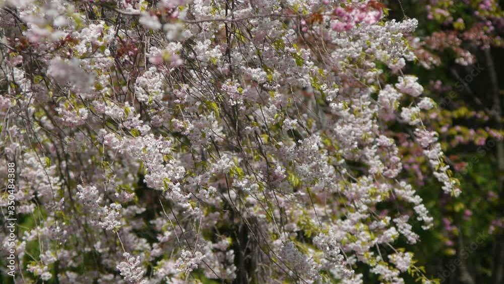 桜 桜