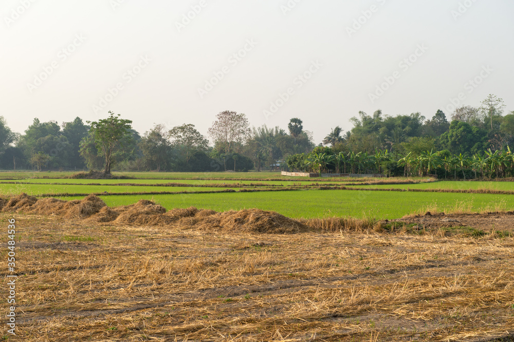Landscape of farm rice with morning time