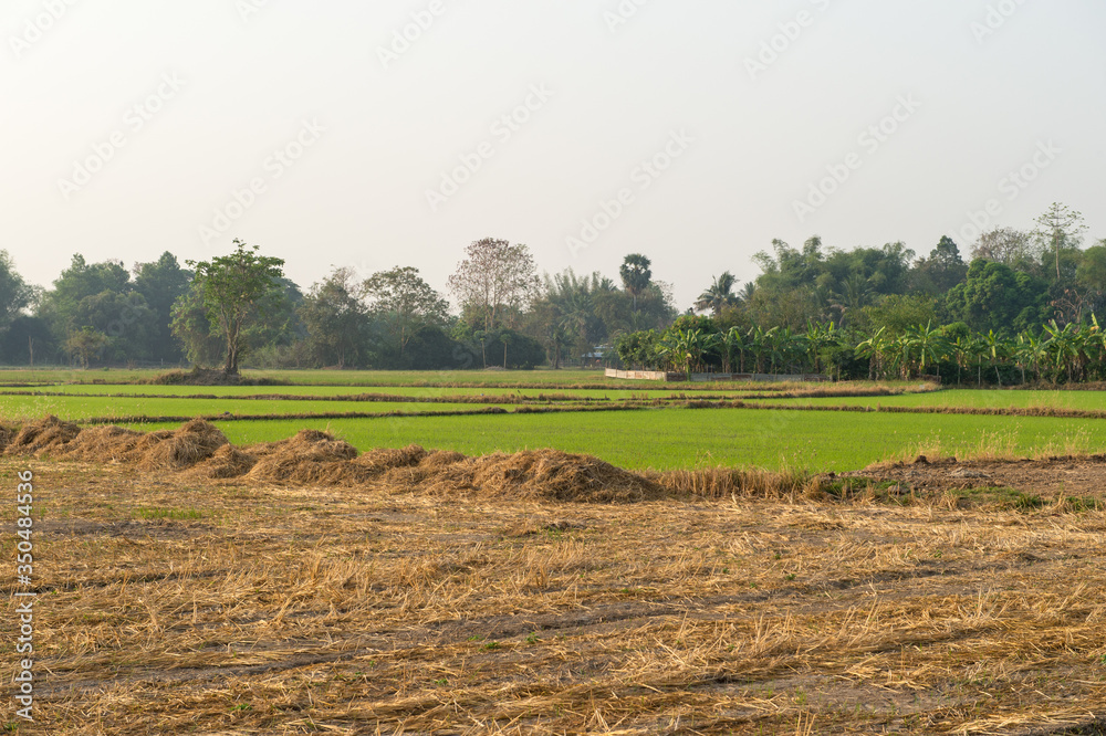 Fototapeta premium Landscape of farm rice with morning time