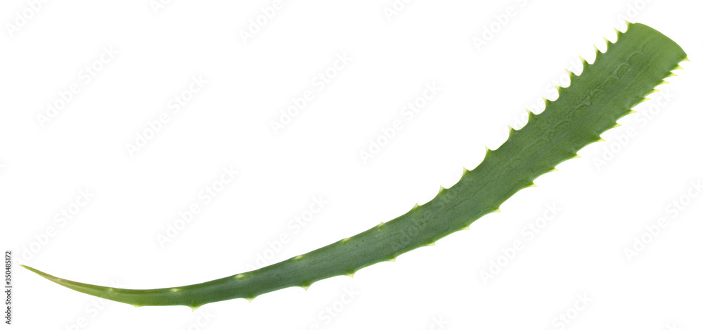Naklejka premium Green aloe leaf isolated on a white background close-up.