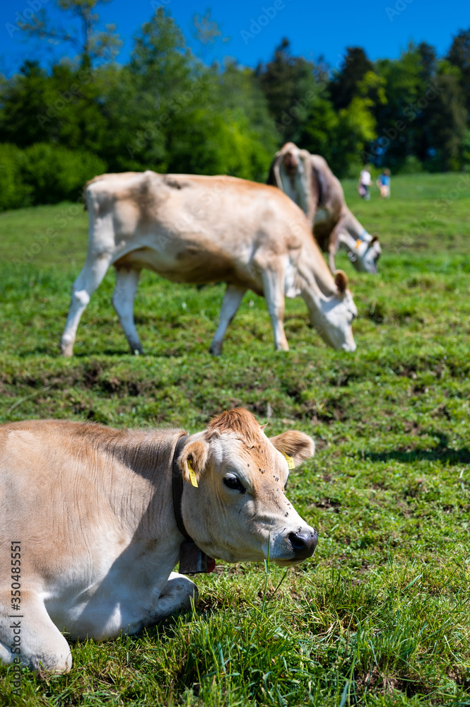 Detalles de vacas en campos suizos