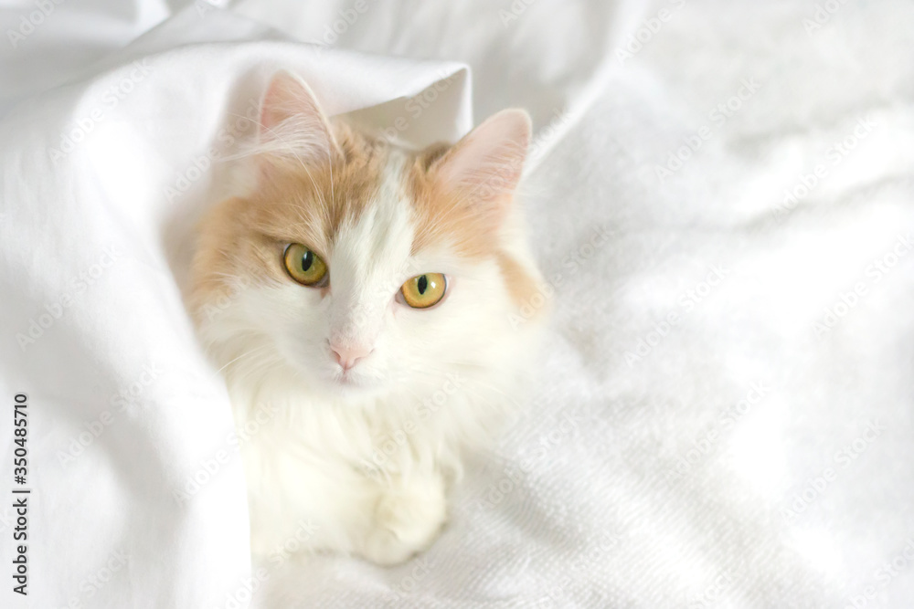 A white beige cat peeks out from under the covers. Close-up on a white background A white beige cat peeks out from under the covers. Close-up on a white background