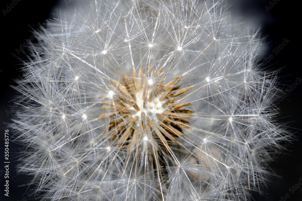 Fototapeta premium Dandelion. Selective focus macro photo. Summer or spring seasons beauty nature photo.
