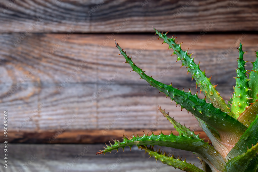 Naklejka premium Aloe vera flower with drops of water on an old wooden background. Close-up shot