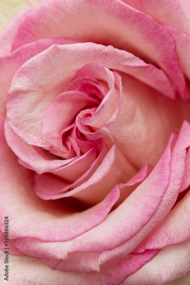 pink roses on a white background pink roses on a white background