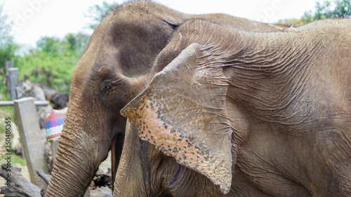 Group of adult elephants feeding sugar cane and bamboo in Elephant Care Sanctuary, Mae Tang, Chiang Mai province, Thailand. photo