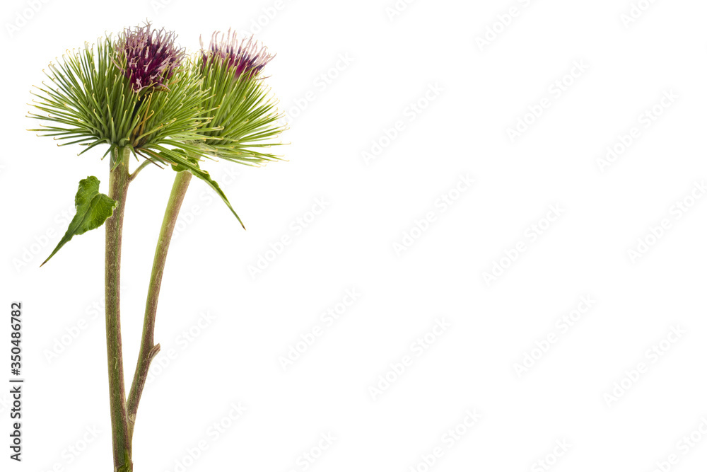 Green burdock flowers isolated on a white background close-up.