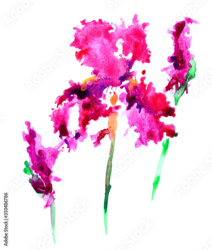 Abstract iris flower with buds on a white background. Watercolor illustration.