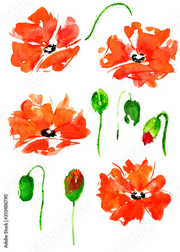 Poppy flower elements for decoration on a white background. Watercolor drawing