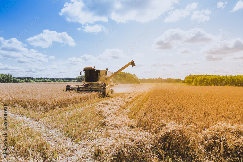 Fototapeta premium Yellow combine harvester working on the large oat field in summer. Agricultural landscape in golden sunlight