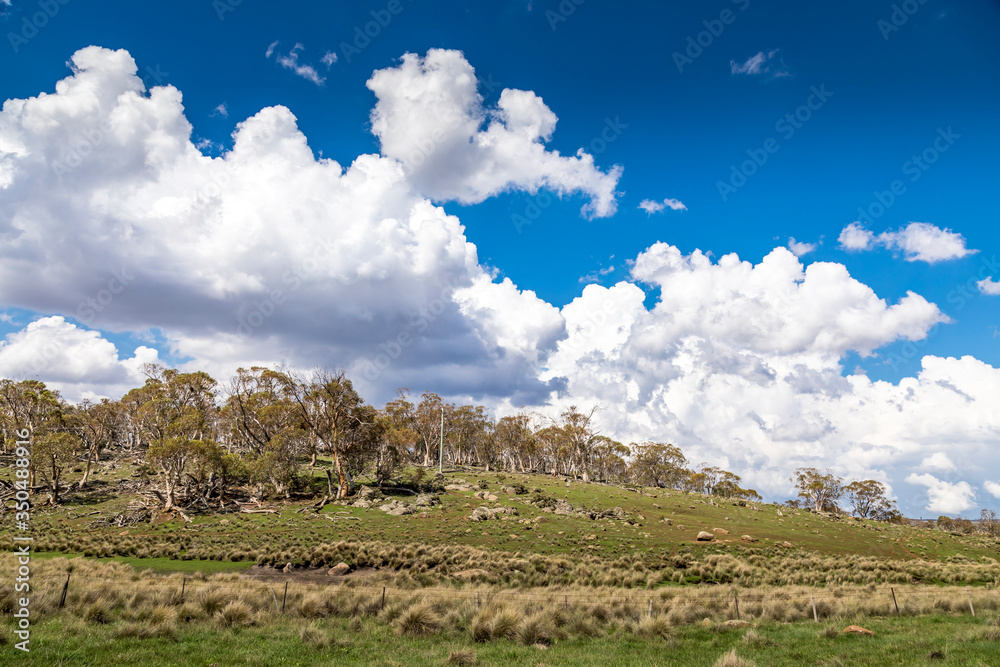 A forest with beautiful old trees in the Snowy Mountains in New South Wales, Australia at a sunny day in summer.