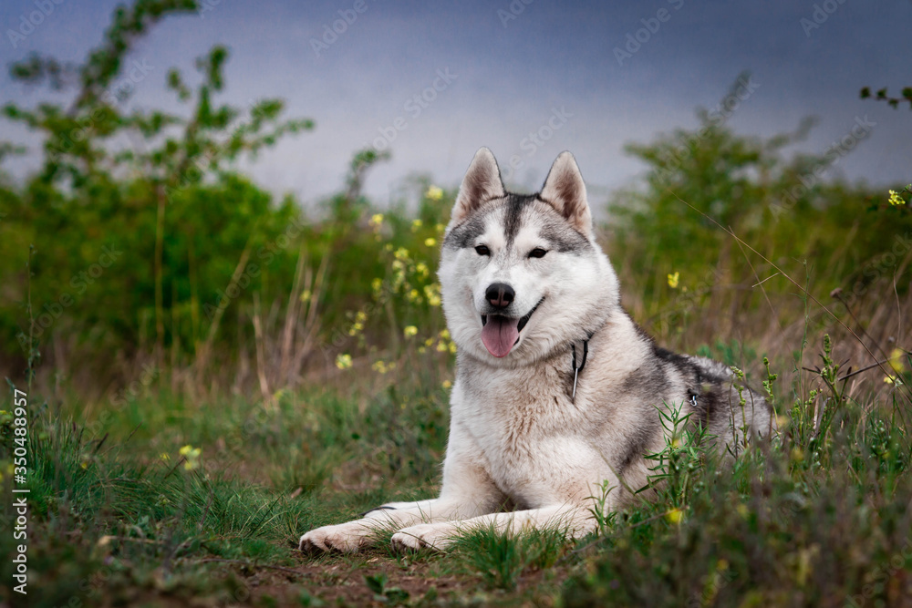 The dog is lying on the grass. Portrait of a Siberian Husky. Close-up. Resting with a dog in nature. Landscape with a river.