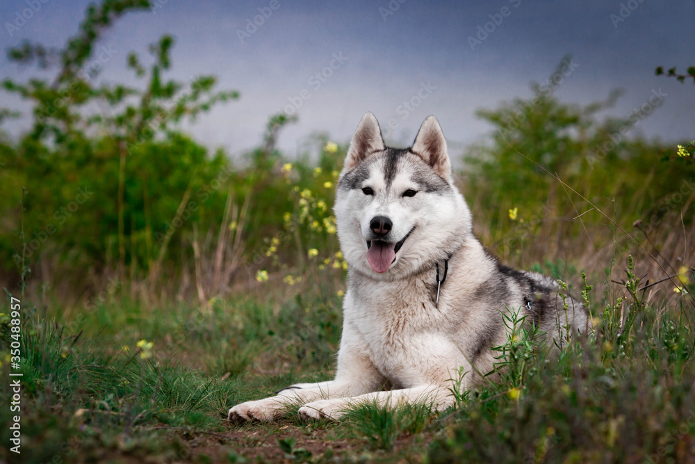 The dog is lying on the grass. Portrait of a Siberian Husky. Close-up. Resting with a dog in nature. Landscape with a river. The dog is lying on the grass. Portrait of a Siberian Husky. Close-up. Resting with a dog in nature. Landscape with a river.