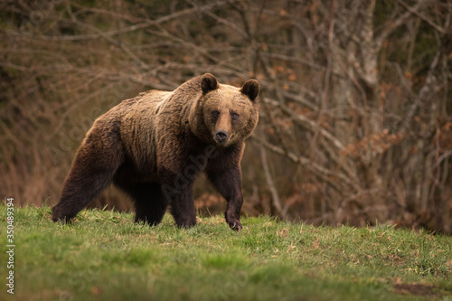 Large Carpathian Brown Bear walking in the wild forest.