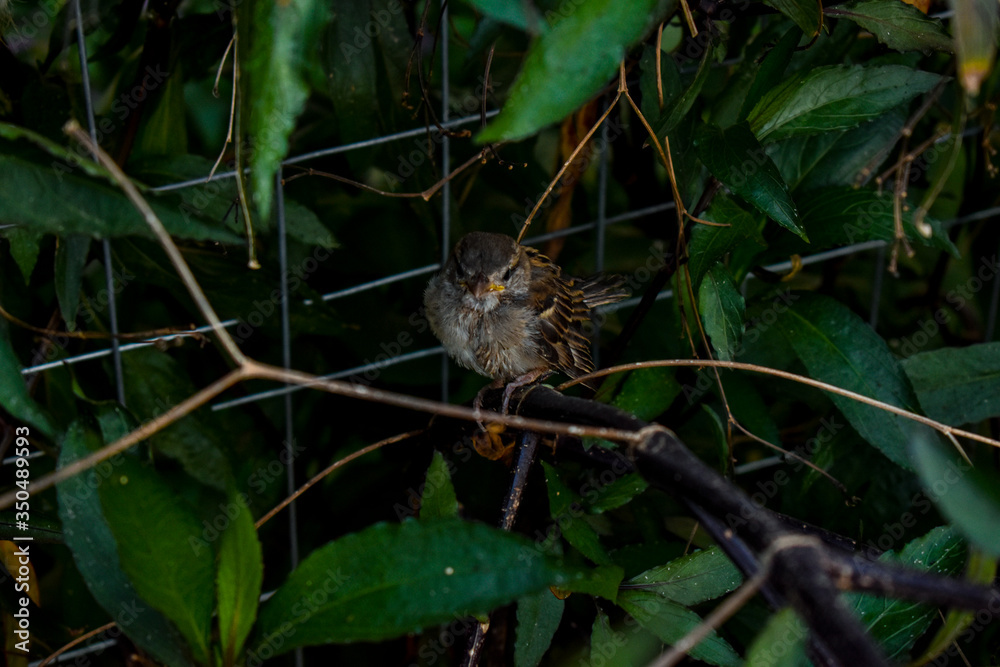 a bird in a bush