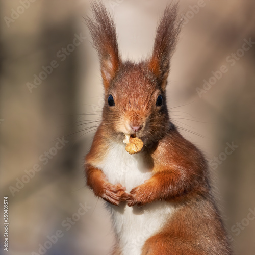 Funny red squirrel with a walnut in its mouth