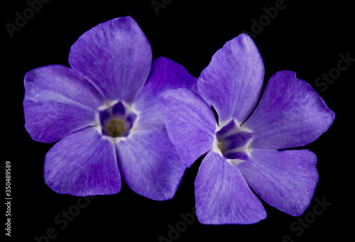 Periwinkle flower isolated on black background close-up.