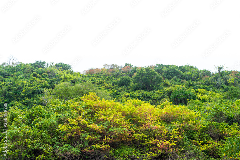 Landscape of tree on the mountain background