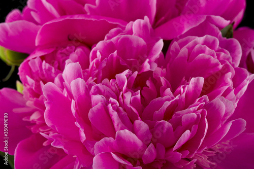 Pink peony flowers isolated on a black background close-up.