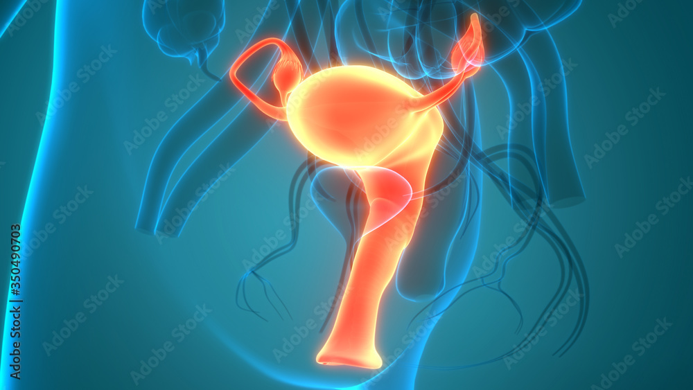 Female Reproductive System with Nervous System and Urinary Bladder ...