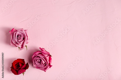 Top view of beautiful roses