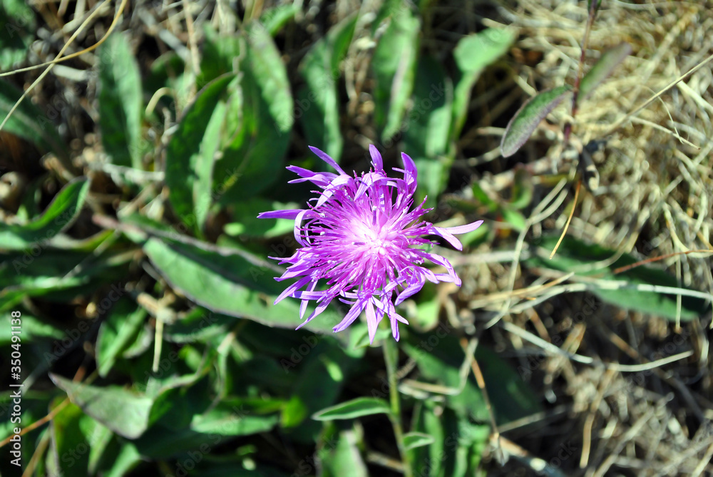 Centaurea jacea (brown knapweed or brownray knapweed) flower, grass background, top view Centaurea jacea (brown knapweed or brownray knapweed) flower, grass background, top view